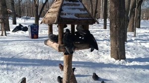 ХОРОШЕГО ДНЯ ВСЕМ.... НАШ ЛЮБИМЫЙ ПАРК..... КРАСОТА😍💓. ГОЛУБИ ПОД НОГАМИ. ПО ЛЕДЯНОЙ ДОРОЖКЕ ИДУ..