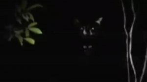 Большой Плохой Волк Vs Вареный