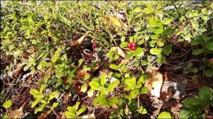 Собираем ягоду на болоте. Брусника, клюква, голубика.