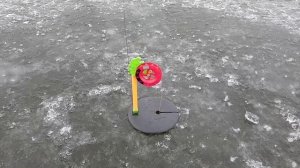 ПЕРВЫЙ ЛЕД.ЖЕРЛИЦЫ