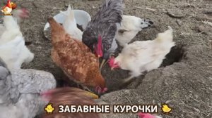 Забавные курочки несушки на сельском подворье 🤗😂😜 (58)