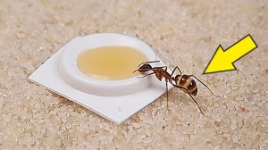 Оставил Муравьев и уехал на 10 дней! Что с ними случилось? Alex Boyko