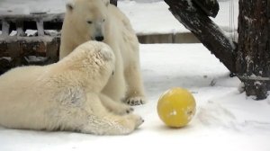 Одна сестренка скатилась на дно бассейна вместе с желтым шариком и там развлекается.