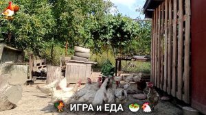 Кормление кур овощами и фруктами для зарядки и от скуки 🥗🐓🤗  (19)