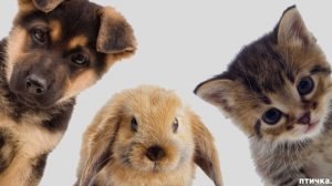 ЗАГОВОРИТЬ ПИТОМЦЕВ ОТ БЕД. ДЛЯ ВСЕХ]