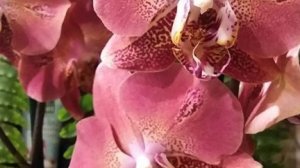 22.12.2025г. Новая поставка красивых орхидей в Лемана Про.