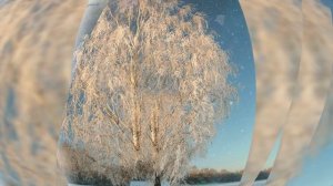 Белая берёза