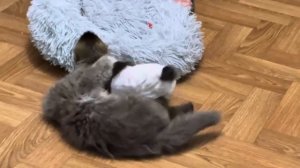 Басик соизволил налаживать отношения с малышкой Моной, но Анфиса ревностно следит и защищает Мону)