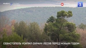 В Севастополе усилили охрану лесов перед Новым годом