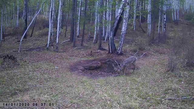 ЖИВОТНЫЕ НА СОЛОНЦЕ смотреть онлайн