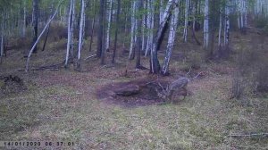 ЖИВОТНЫЕ НА СОЛОНЦЕ