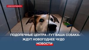 Подопечные центра «Тут ваша собака» в ожидании новогоднего чуда