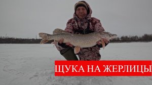 ЩУКА НА ЖЕРЛИЦЫ. Зима 25-26гг.