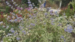 Остальные мои кустарники.