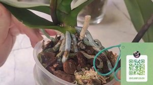 А Мох сверху - во благо ЛИ ❓⁉️❓ И опять о влиянии минеральных удобрений на корни орхидей.