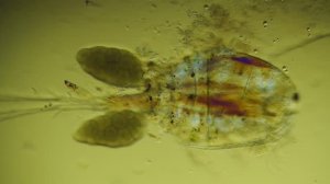 Циклоп и его сожители