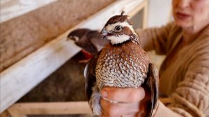 Шумный Концертный День | Переселяем Перепелок | Распаковка | Семейный Влог | Эгине | Heghineh