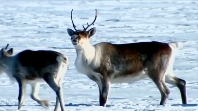 Песня Северный олень этно вариация...