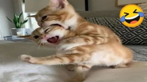 Смешные коты и собаки 😂 Приколы и провалы, которые поднимут настроение!