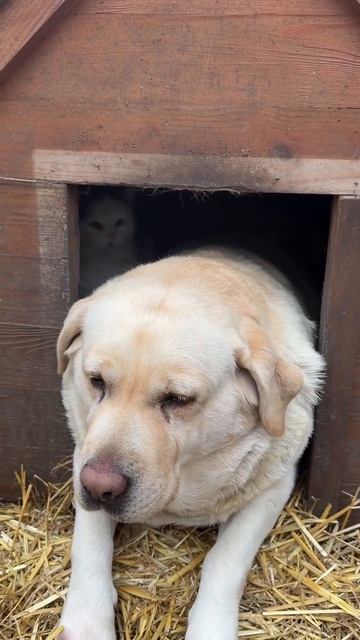 Разрешите, я пройду смотреть онлайн