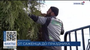 В Краснодарском крае работают около 100 елочных базаров