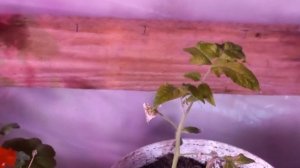 ТЕПЕРЬ Я ЗНАЮ КАК ПРАВИЛЬНО ПОСАДИТЬ ПОМИДОРЫ В ТЕПЛИЧКЕ.