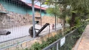 Елисей и Лида просто ВОРВАЛИСЬ в вольер и стали его осматривать, Люся приготовила им стол)))