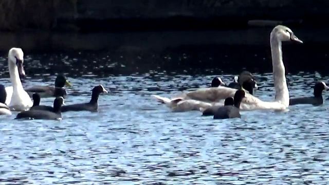 Утки,лебеди Кальмиус 2 смотреть онлайн