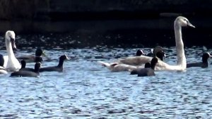 Утки,лебеди Кальмиус 2