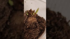 Как отличить больной клубень георгина от здорового #shorts