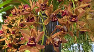 Серебристый день, красоты Совешни и затейливые дровишки