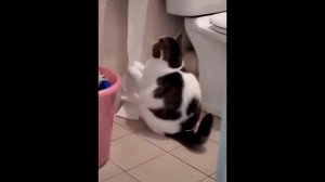 Самые смешные моменты с питомцами!