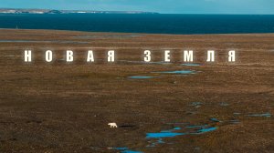 Белые медведи Новой Земли