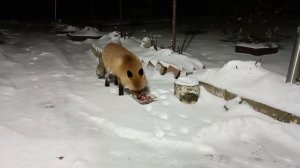 (1204) Лиса приходит в гости. Декабрь 2025