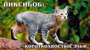 Пикси-боб: Домашняя Рысь | Интересные факты про породу кошек пикси-боб