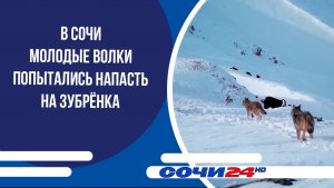 В Сочи молодые волки попытались напасть на зубрёнка