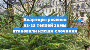 Квартиры россиян из-за теплой зимы атаковали клещи-елочники