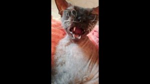 Я всё таки, оставлю тему канал с Муней(описание)