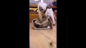 Видео от МЯУтаверс – как метавселенная, но с котами