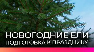 Новгородские хвойные деревья готовят к Новому году