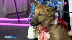 Десять животных смогли найти новый дом на выставке "Хвостатый новый год"