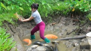 Необычная рыбалка, девушка спускает пруд и собирает рыбу.