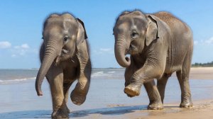 РАЗВЛЕКАТЕЛЬНОЕ ВИДЕО ДЛЯ ДЕТЕЙ