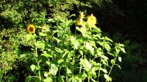 Подсолнухи у речушки