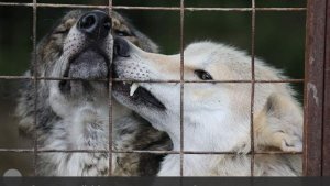 Захарова допустила введение санкций против российских волков после заявлений CNN