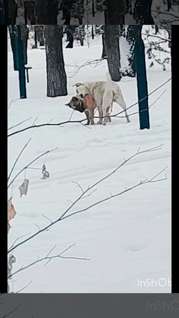 Встреча песиков смотреть онлайн