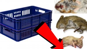 Как избавиться от мышей и крыс навсегда За 3 Секунды!!!!!!!!!!