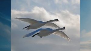 Верность лебединая.