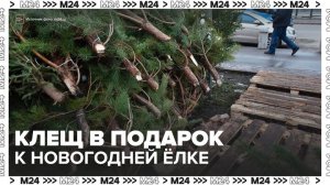 Москвичей предупредили о хвойных клещах на новогодних елках - Москва 24