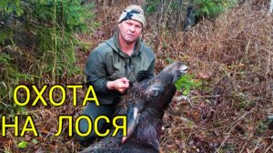Охота на лося с лайками .Октябрь 2025.Закрыли лицензию за 3 дня